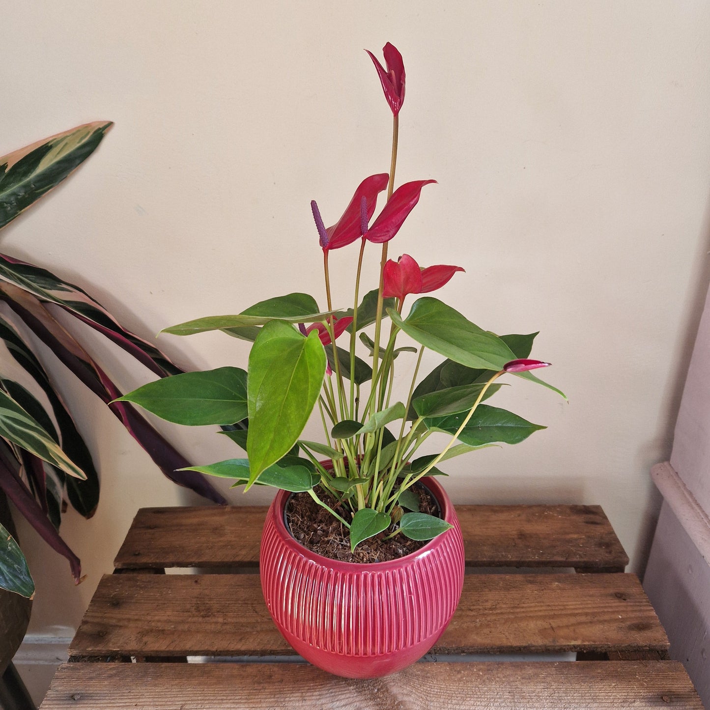 Anthurium – Red